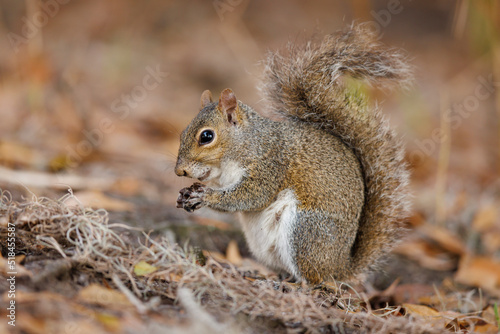 grey squirrel photo