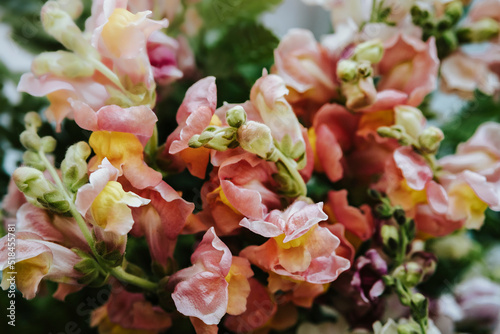 snapdragon flower photo