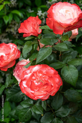 Red roses in the garde