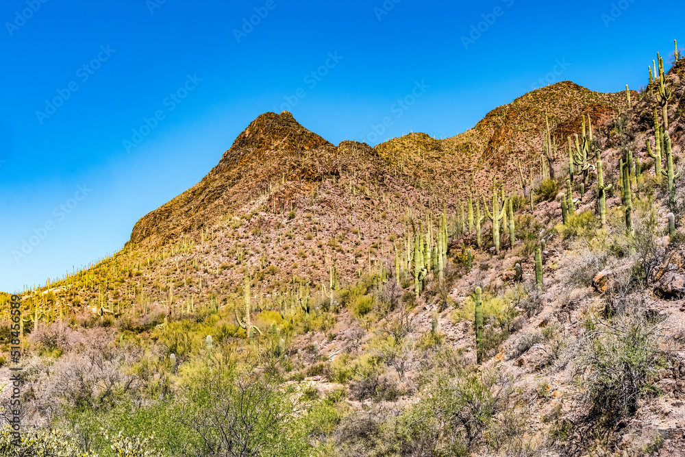 Mountains Cactus Sonoran Desert Saguaro National Park Tucson Arizona