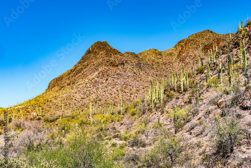 Mountains Cactus Sonoran Desert Saguaro National Park Tucson Arizona