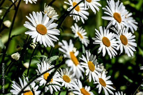 fresh bright white daisies in the garden