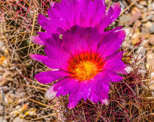 Pink Blossoms Rainbow Hedgehog Cactus Sonora Desert Museum Tucson Arizona