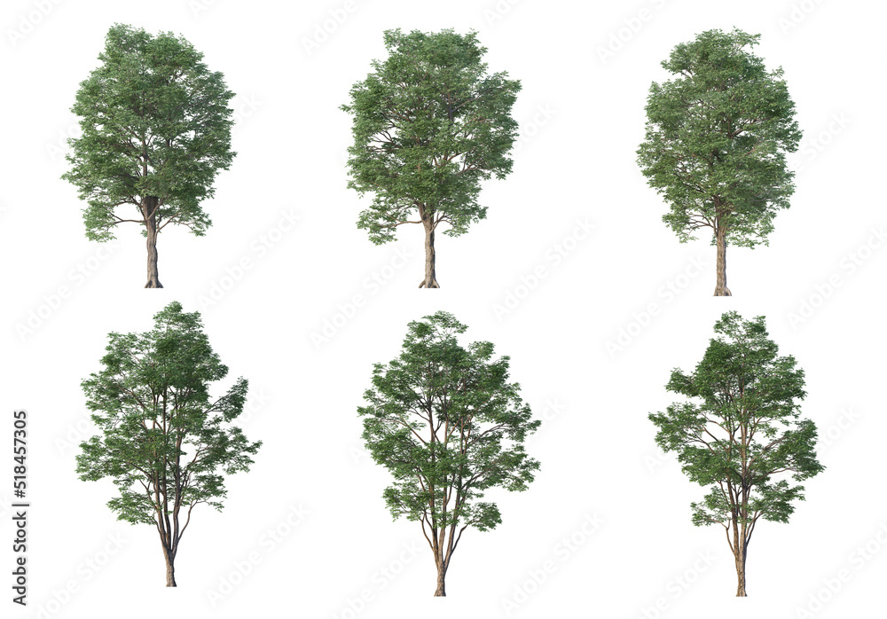 Fototapeta premium Tree on a white background