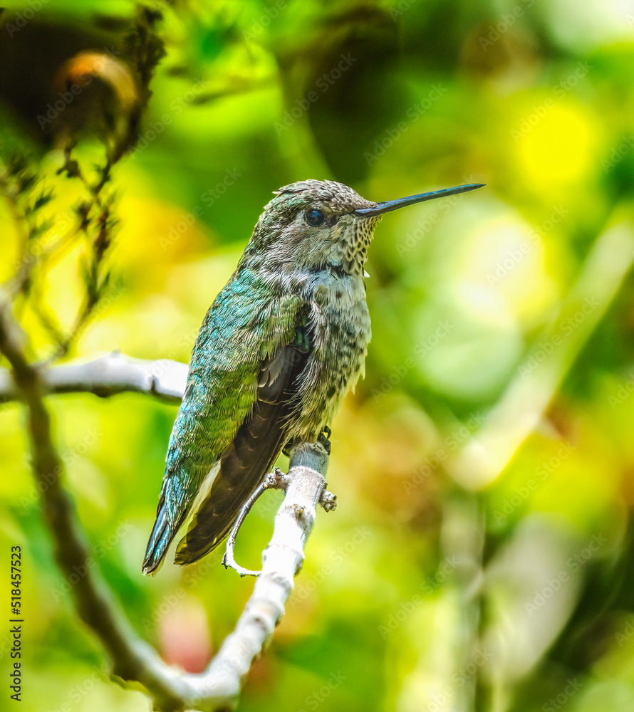 Fototapeta premium Anna's Hummingbird Female Desert Museum Tucson Arizona