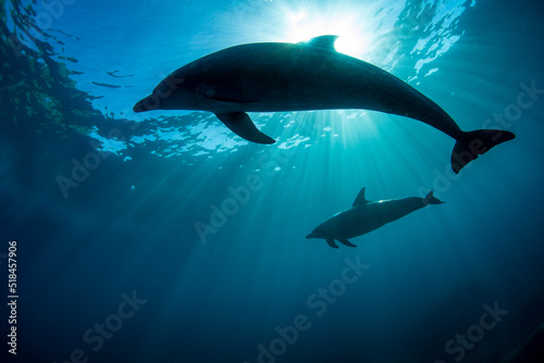 wildlife dolphins