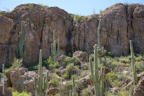 Saguaro Cacti