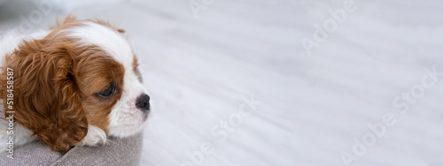 Close up portrait of cute Blenheim King Charles Spaniel dog puppy in a indoor home setting with space for text. Little dog lies on a grey background