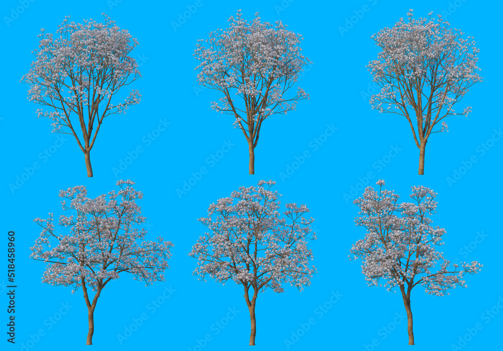 Fototapeta premium The tree has flowers on a blue background.
