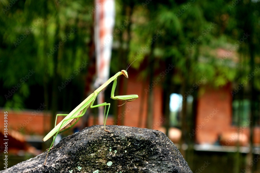 Obraz premium praying mantis with blur background