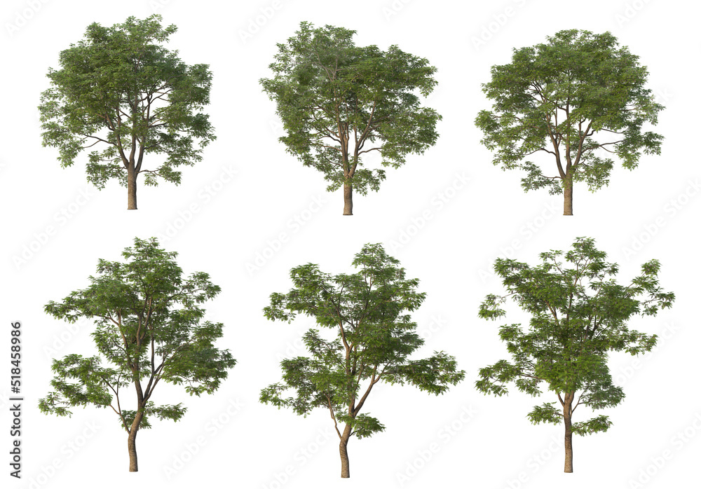 Obraz premium The tree has flowers on a white background.