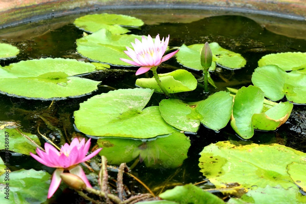 Pink water lily flower in a pond Pink water lily flower in a pond