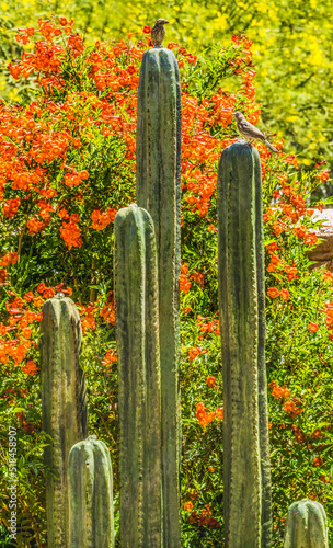 Green Cactus Fountain Orange Flowers Botanical Garden Tucson Arizona