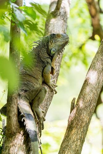 Green iguana in the jungle photo