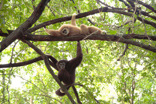 gibbons en liberté dans la forêt &quatoriale
pensif
sieste photo