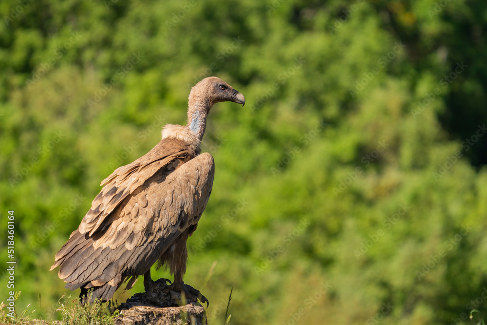 Griffon Vulture Perched On A Tree Trunk Griffon Vulture Perched On A Tree Trunk