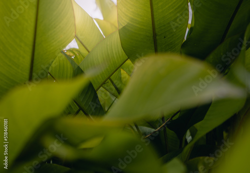 Green Leaves Background