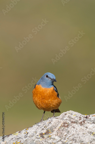 Male Rock Thrush (Monticola Saxatilis)   photo