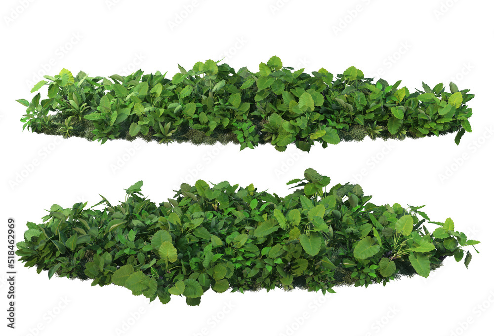 Plants and shrubs with a white background