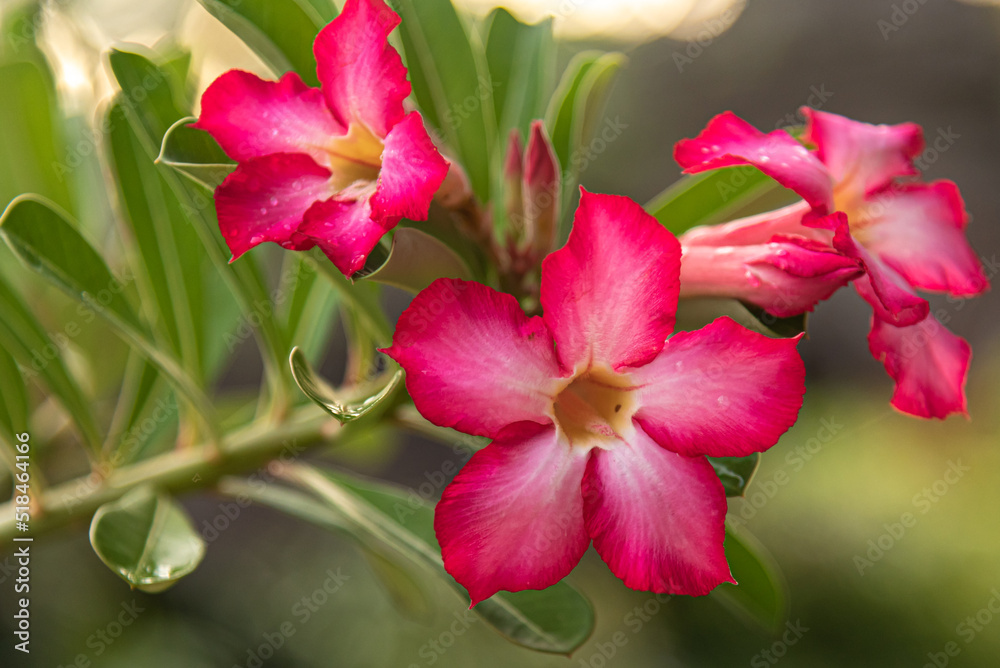 Pink, natural frangipani flowers with blurred background. Pink, natural frangipani flowers with blurred background.
