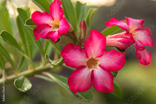 Pink, natural frangipani flowers with blurred background. 