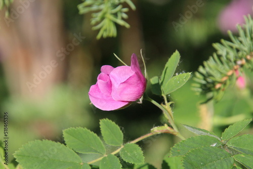 Wild Rose In Bloom, Banff National Park, Alberta