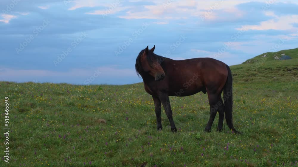 Brown horse grazing in a high mountain pasture. Blue evening sky with clouds in the background. Rural scenes Brown horse grazing in a high mountain pasture. Blue evening sky with clouds in the background. Rural scenes