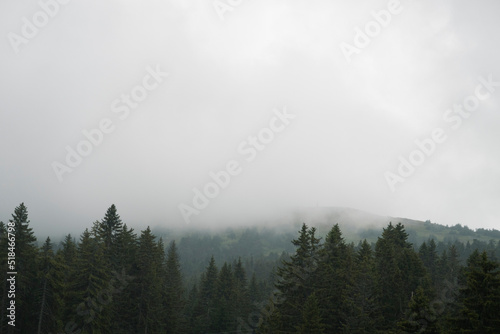 forest and foggy white sky background photo