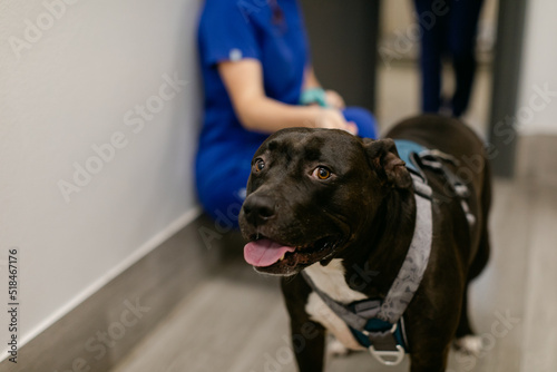 Closeup of a Cute Pit Bull Terrier's Face in a Vet Office photo