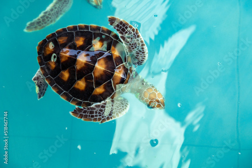 Sea turtle swims under water on pond in aquarium.