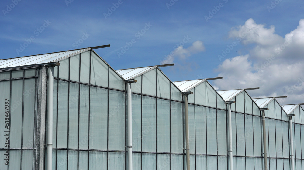 Dutch greenhouses in a row Dutch greenhouses in a row