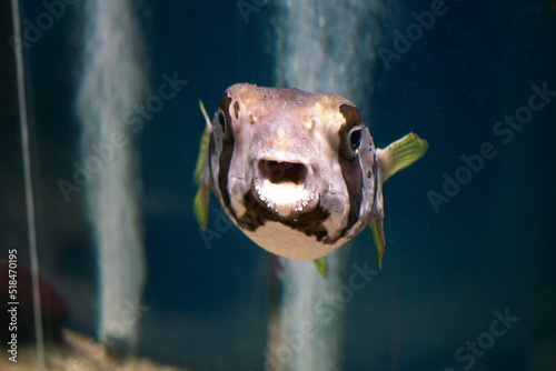 サンピアザ水族館のハリセンボン © kat334