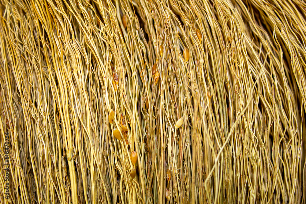 Background texture of dry ears, wheat, rye. Dried spikelets.Broom dry from ears background. Background texture of dry ears, wheat, rye. Dried spikelets.Broom dry from ears background.