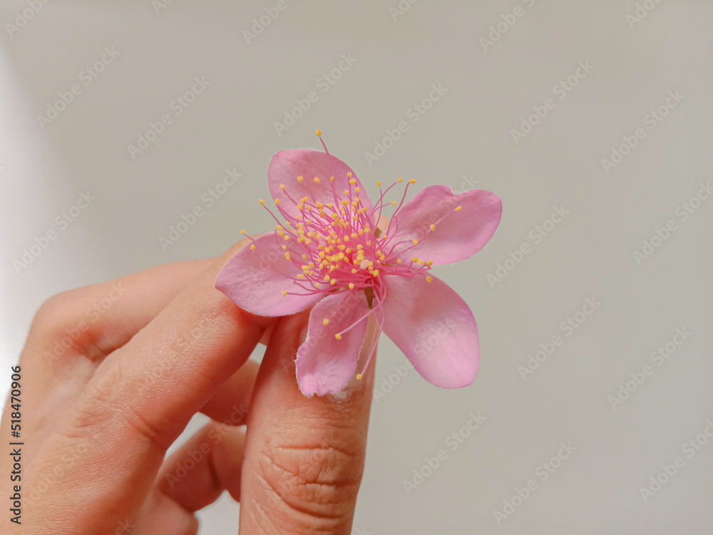 Hand holding pink flowers in white background. Rose myrtle flower Hand holding pink flowers in white background. Rose myrtle flower