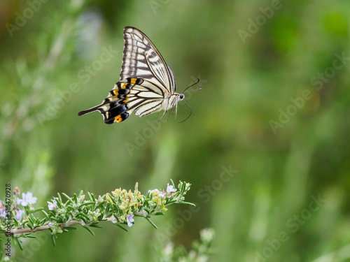 アゲハチョウの飛翔 © Masahiro