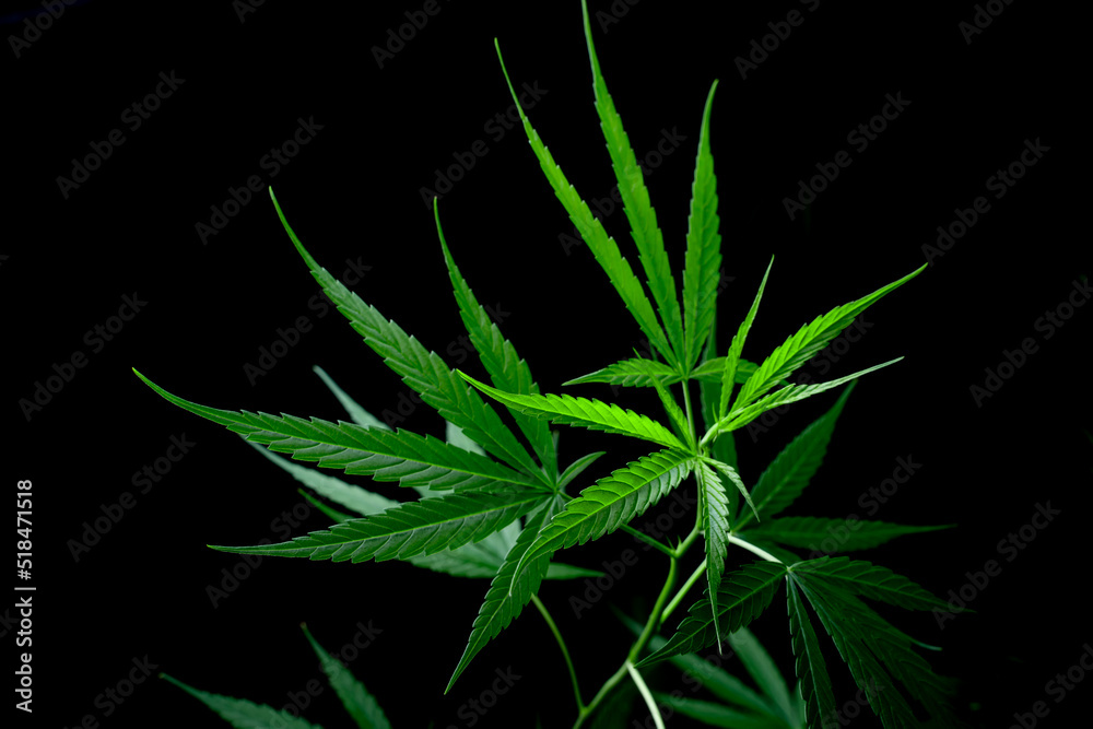 Cannabis leaf, Herbal medicine herb plant on a black background. Cannabis leaf, Herbal medicine herb plant on a black background.