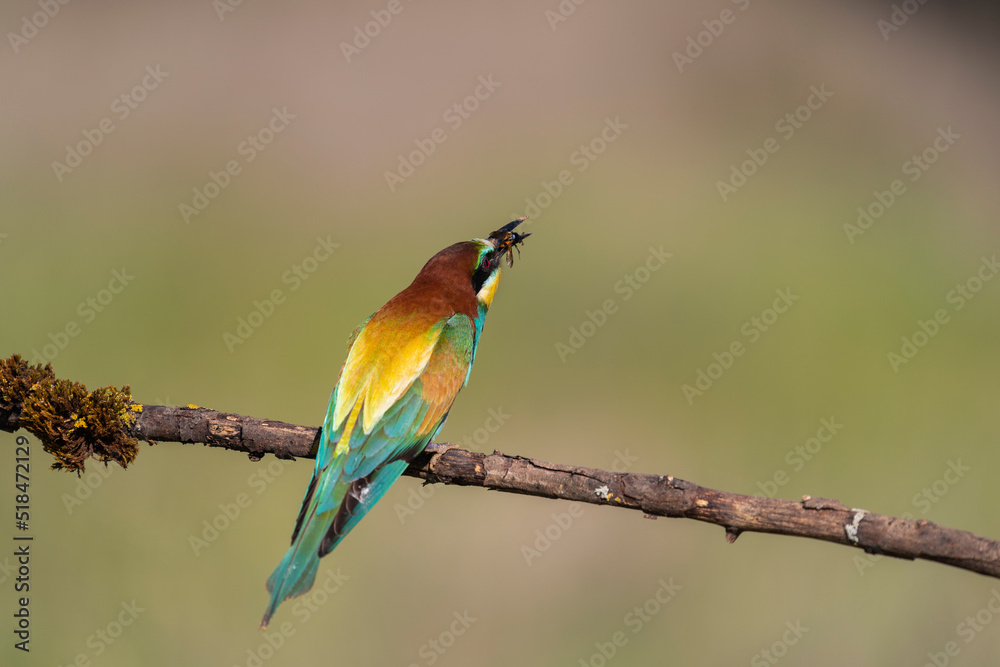 Bee-Eater Sitting On Branch And Catching Bees Bee-Eater Sitting On Branch And Catching Bees