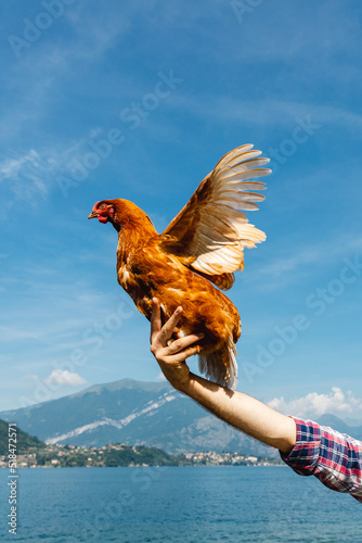 Hen fluttering on the sky