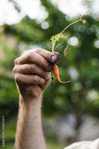 Small crooked carrot
