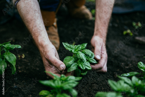 Basil plants in the soil garden photo