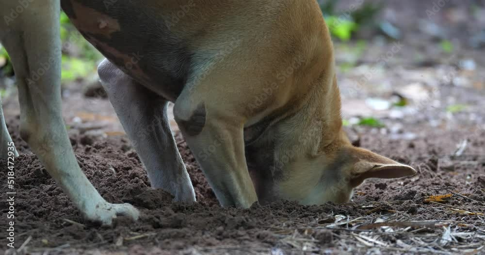Dog digging in the ground, Dog enjoying digging, Dog and nature