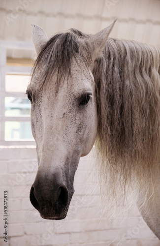 Closeup beautiful horse photo