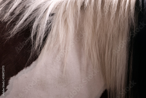Closeup beautiful horse photo