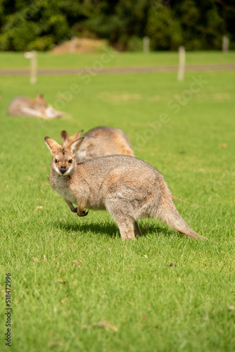 Wild wallaby seen standing on green grass at the Bunya Mountains, Queensland, Australia. 