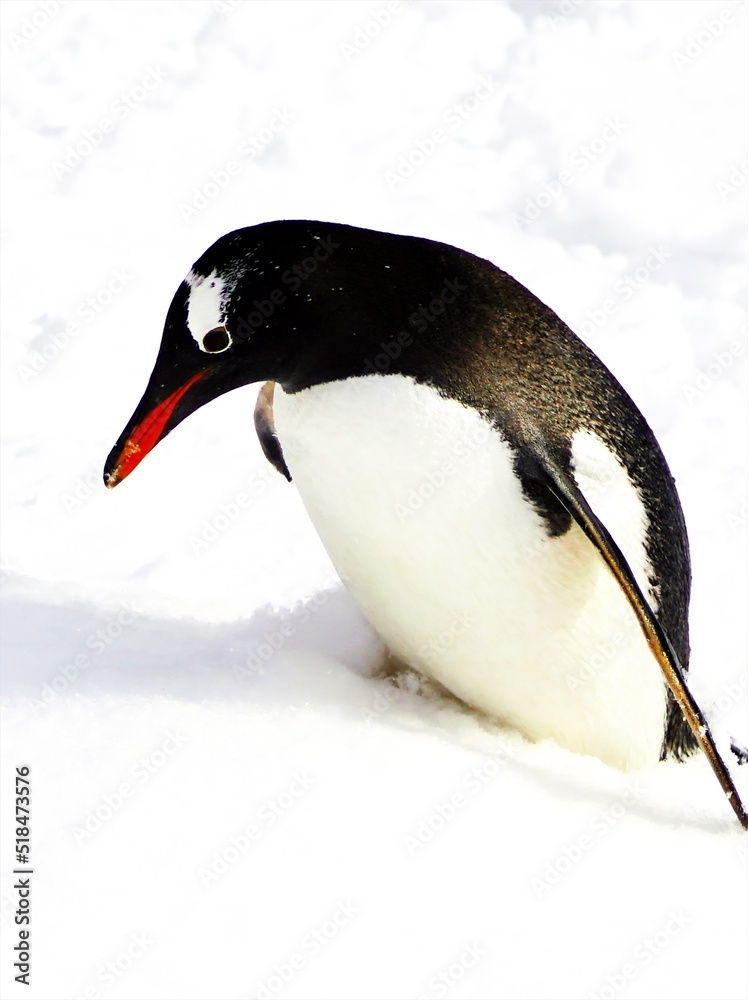 Fototapeta premium ペンギンの雪中散歩の