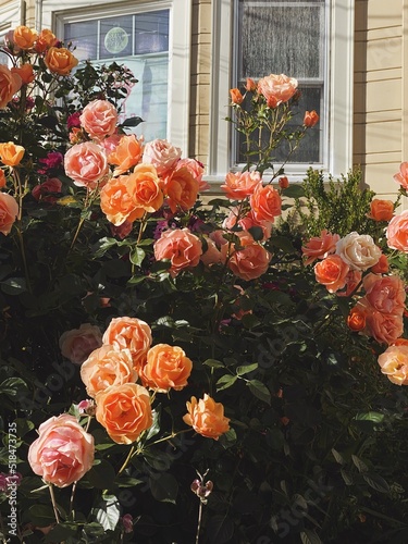 Plentiful roses growing in a huge bush