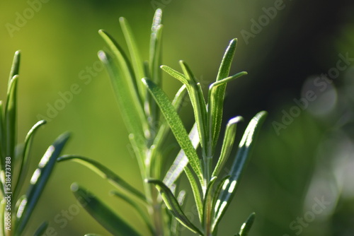 Rosmarin  Rosmarinus officinalis 