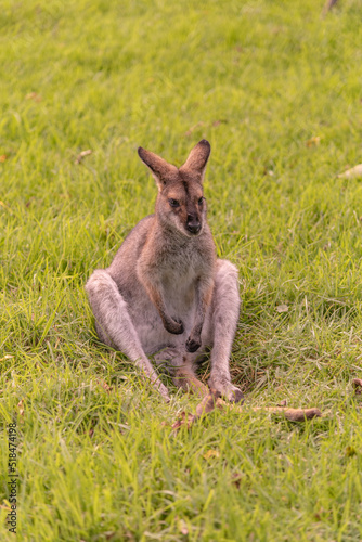 Wild wallaby sitting on green grass at the Bunya Mountains, Queensland, Australia. 
