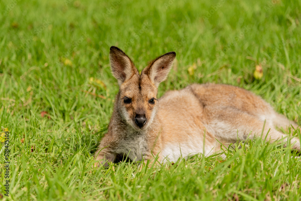 Wild wallaby laying in grass. Seen in Queensland, Australia. 