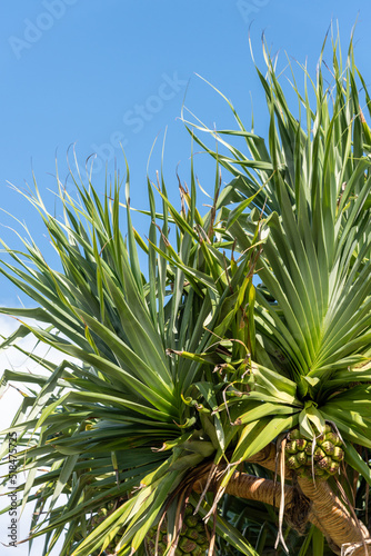 Close up of Australian Palm Spring with blue sky background. 